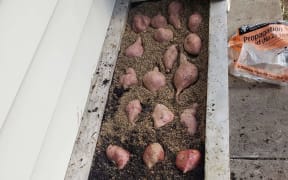 Kumara in a planter box