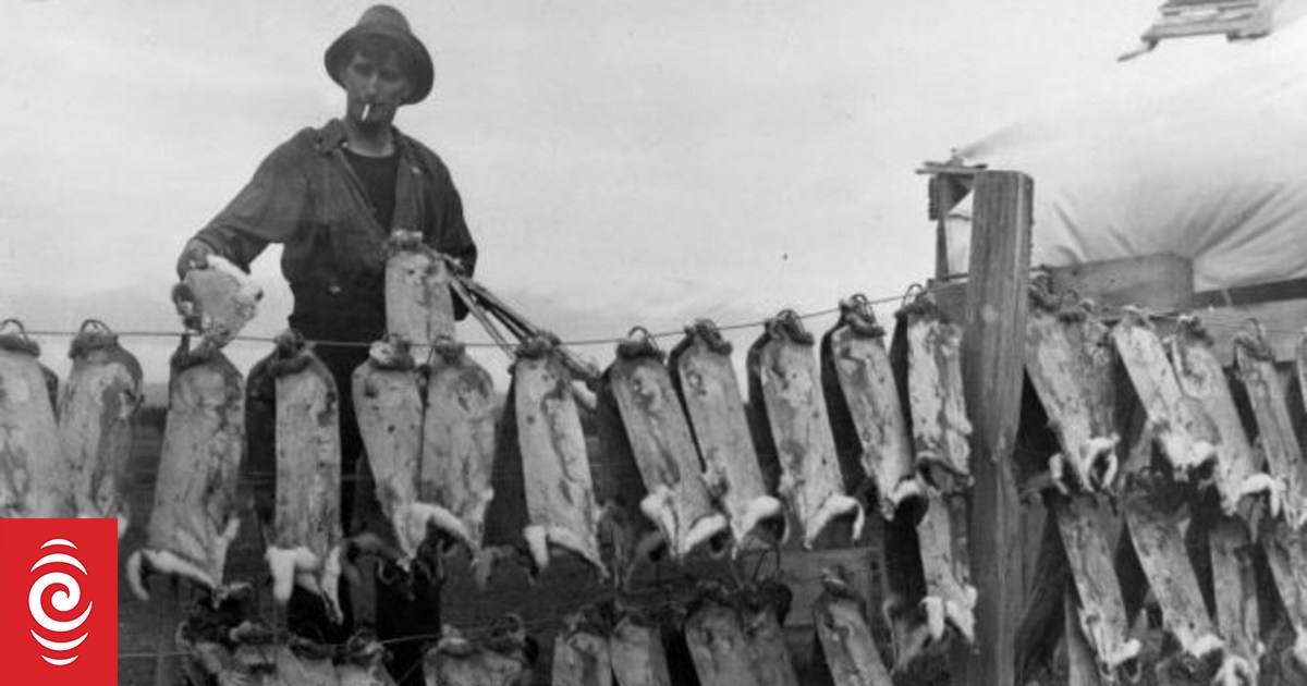 Summer science: Rabbits and other pests | RNZ