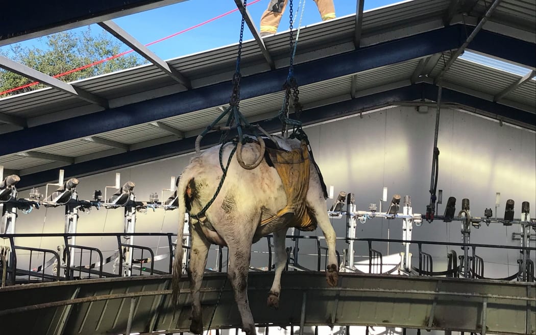 Fire and Emergency crews from Dunsandel and Burnham were called to assist a farmer and vet after a cow got stuck in the middle of a milking platform and had to be airlifted to safety.