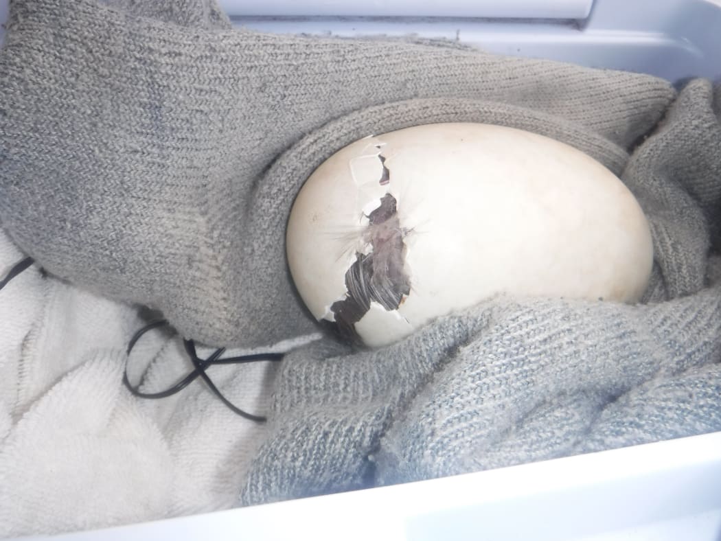 A kiwi chick, named Rock Star, was delivered to its new home at Kiwi Encounter in a chilly bin after hatching in a car in Taranaki.