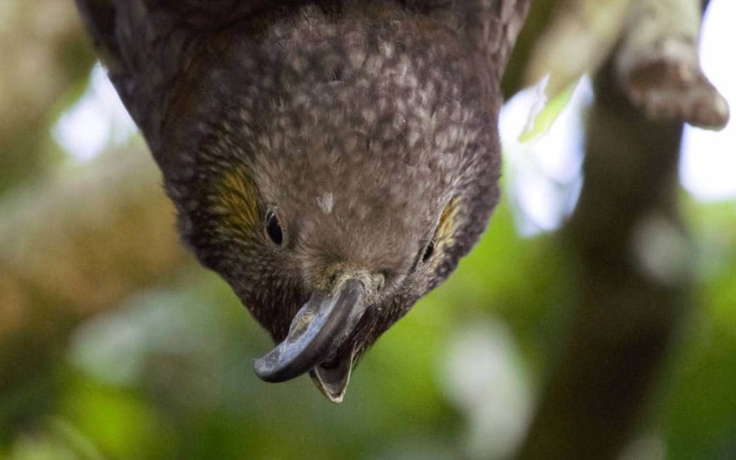A large brown parrot head with a deformed beak. The parrot appears to be hanging from a branch in the forest.