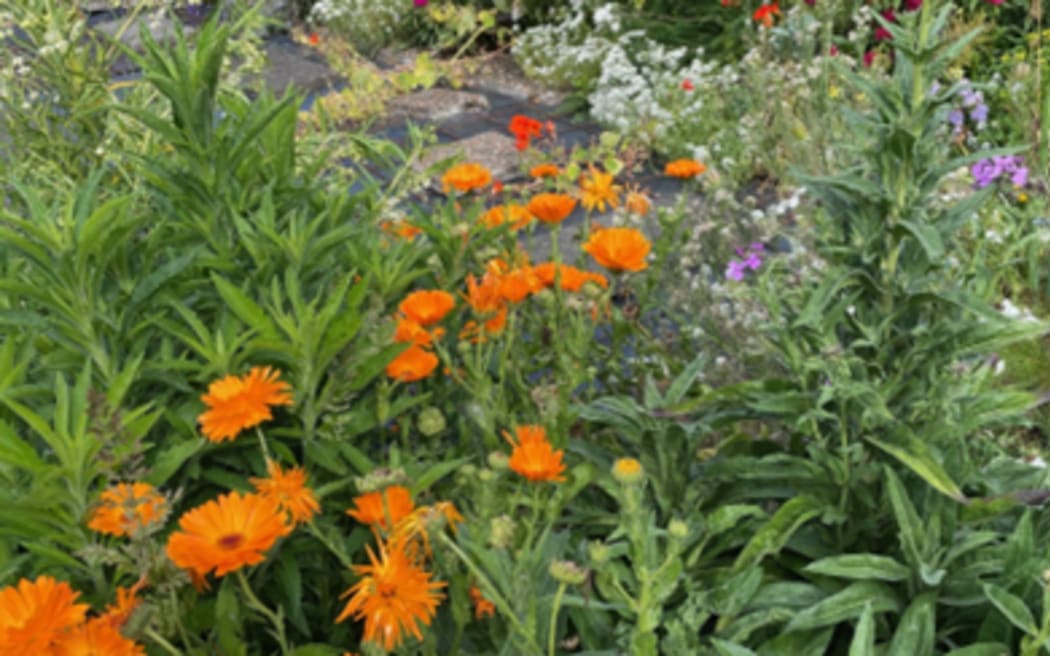 The garden of listener Helen's father who died a couple of years ago, just before his 89th birthday. It was a montser patch - the equivalent of a three bedroom house, Helen writes, and after his death became a sea of weeds. She has since resurrected the garden into a "riot of colour", and her mum is able to take flowers to enjoy inside.