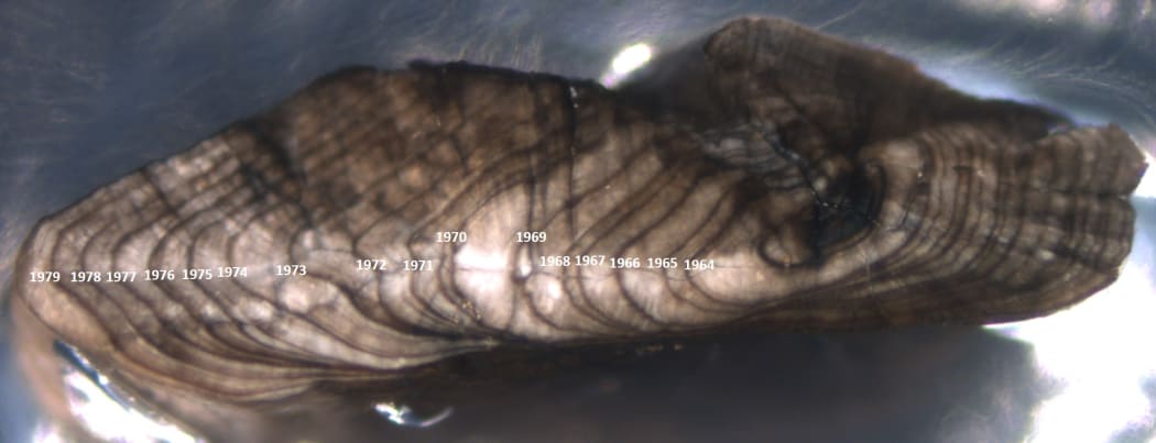 An eel earbone showing clear annual growth rings. The central ring is year zero.