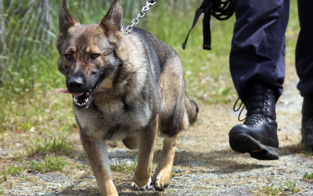 Police dog at the Police Dog Training Centre