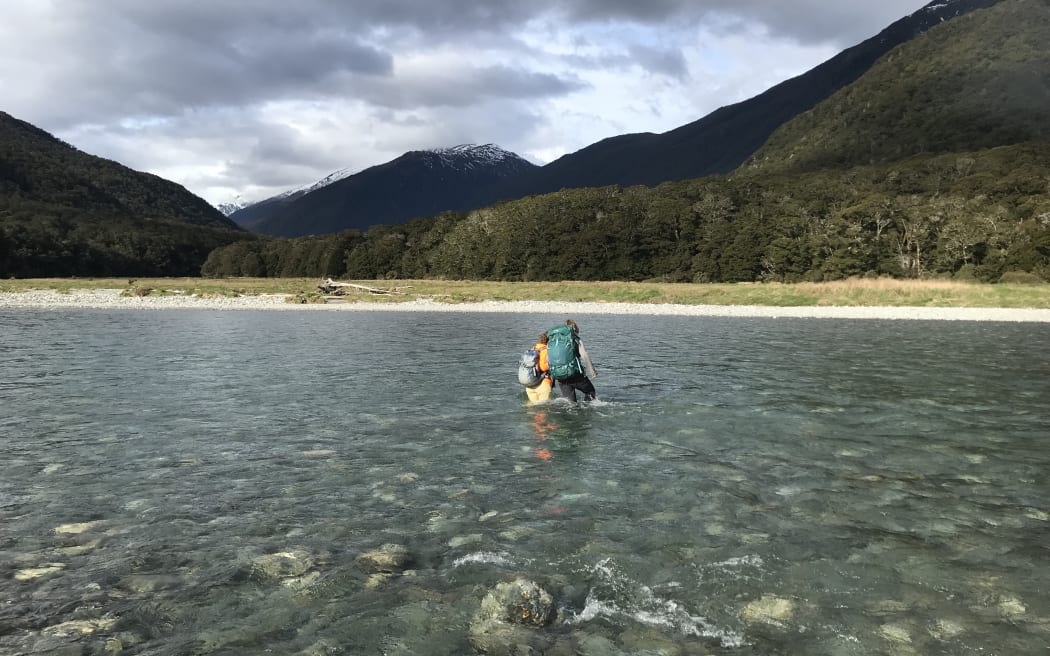 A landscape photo of a person wearing a tramping pack up to their waist in a clear, wide river. River stones are visible in the water. The far bank is sandy and stretches up to beech forest, which cloaks the mountainsides extending up the valley. The sky is grey and cloudy.
