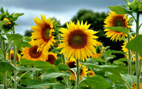 Sunflowers at the Taupiri Sunflower Farm.
