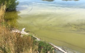 Toxic algae bloom in a lake.