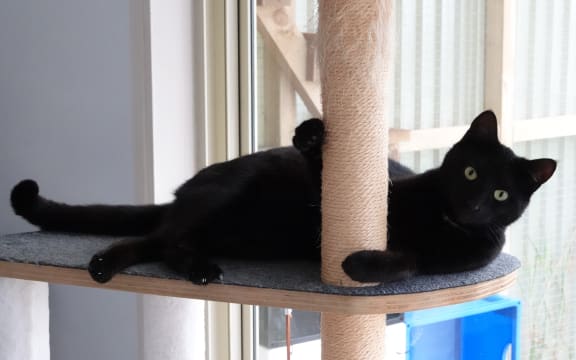 Salem chills out in Coast to Coast Cat Rescue’s cat cabin near Kawakawa.