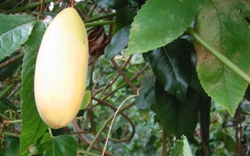 Banana passionfruit, Jon Sullivan Blockhouse Bay, Auckland City, Auckland Region, New Zealand