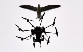 A seagull swoops at a Sky TV drone covering the cricket on day five of the second test between NZ and Sri Lanka at the Basin Reserve in Wellington.