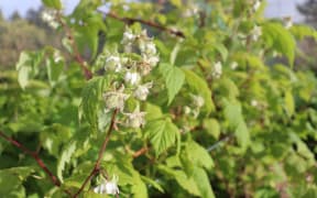 raspberries