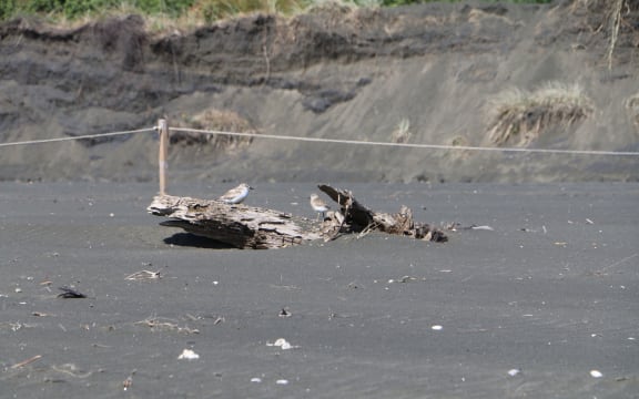 Dotterals at Piha Beach, Auckland.