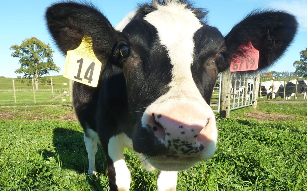 Dairy cow.