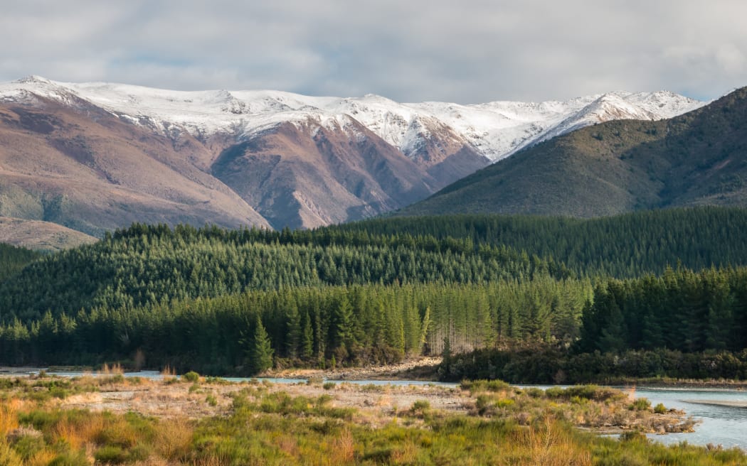 Pine forest Wairau River South Island. Forest. Forestry. Pine trees. Pinus radiata