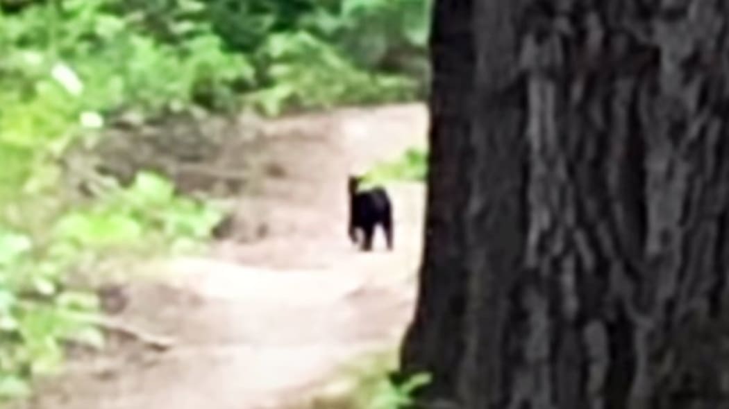 Close up of the 'panther' filmed by tourist Mark Orr from footage aired on RNZ's Checkpoint.