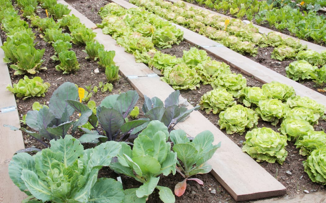 Vegetable garden