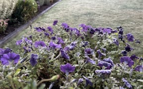 frost in Christchurch