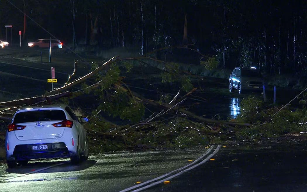 The tree fell onto the front part of the vehicle in Cranebrook, narrowly missing the driver.
