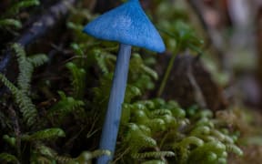 Werewere kokako mushroom
