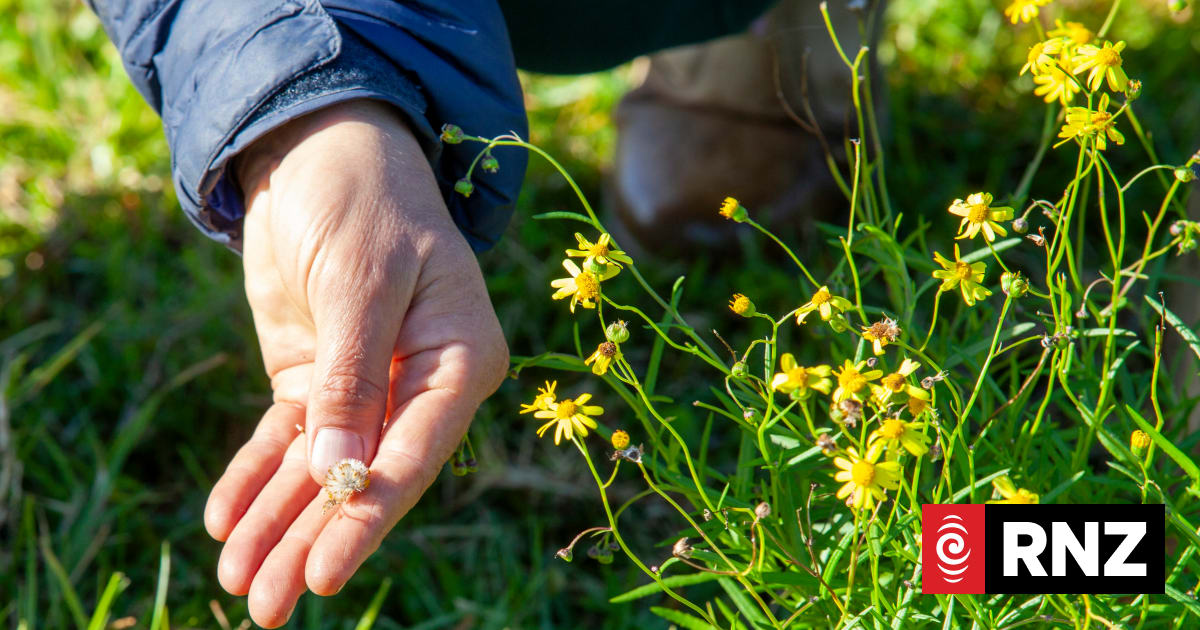 Toxic weed Madagascar ragwort identified in Wairarapa for first time