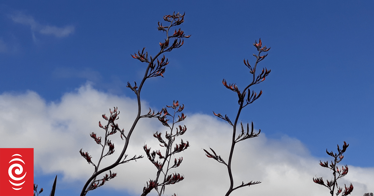 Hymns on Sunday, 4 January 2026