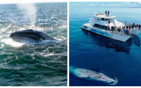 Bryde's Whale