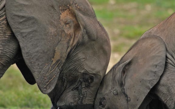 A rare insight into the elusive forest elephants of Africa has just been publsihed, and it says the species could take almost a century to recover from poaching.