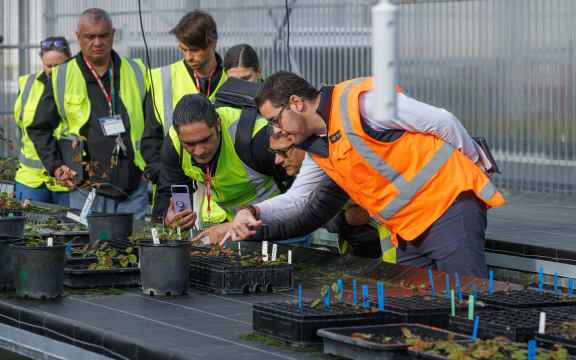Scion and Rotoiti 15 inspect cuttings in the nursery.