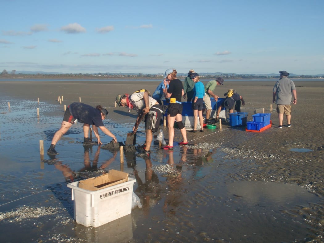 Researchers set up experimental plots to manipulate the abundance of a large bivalve in order determine its effects on ecosystem function.