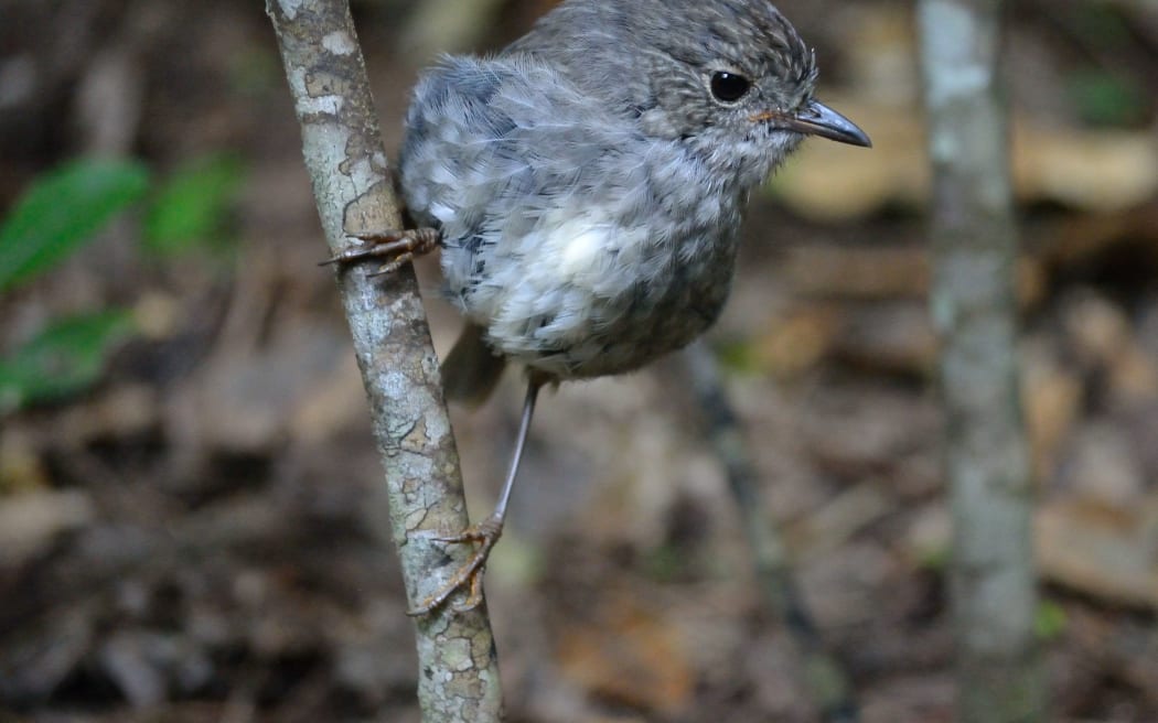 A young toutouwai, or North Island robin. There is a thriving robin population in Zealandia sanctuary.