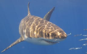 Great white shark.