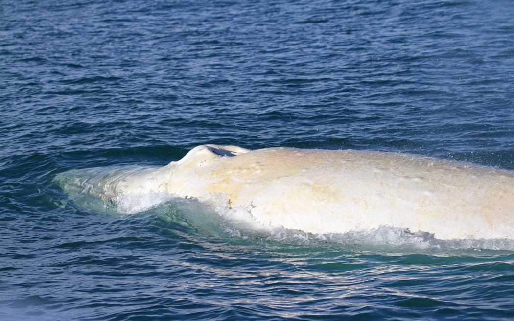 The white humpback seen in Cook Strait in July 2015 has been confirmed as Migaloo. It was the first sighting of the whale outside Australia where he has been spotted almost every year since 1991.