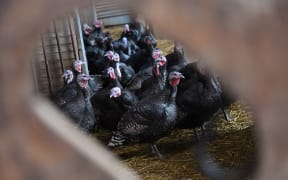 Turkeys