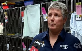 SPCA calls for ban on selling non desexed cats