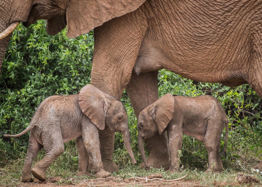 Rare elephant twins are seen after they were born to the Winds II elephant family at the Samburu National Reserve, Kenya.