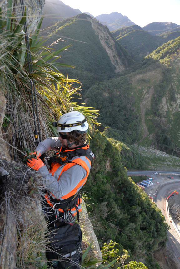 NCTIR Environmental Advisor Ryan Sutherland abseils to plant an Ōhau rock daisy on the Ōhau Point bluff. Photo: NCTIR