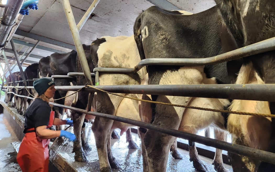 There is a strict cleaning regime for the raw milk herd