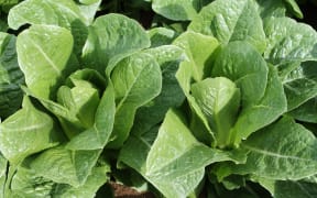 Lettuce