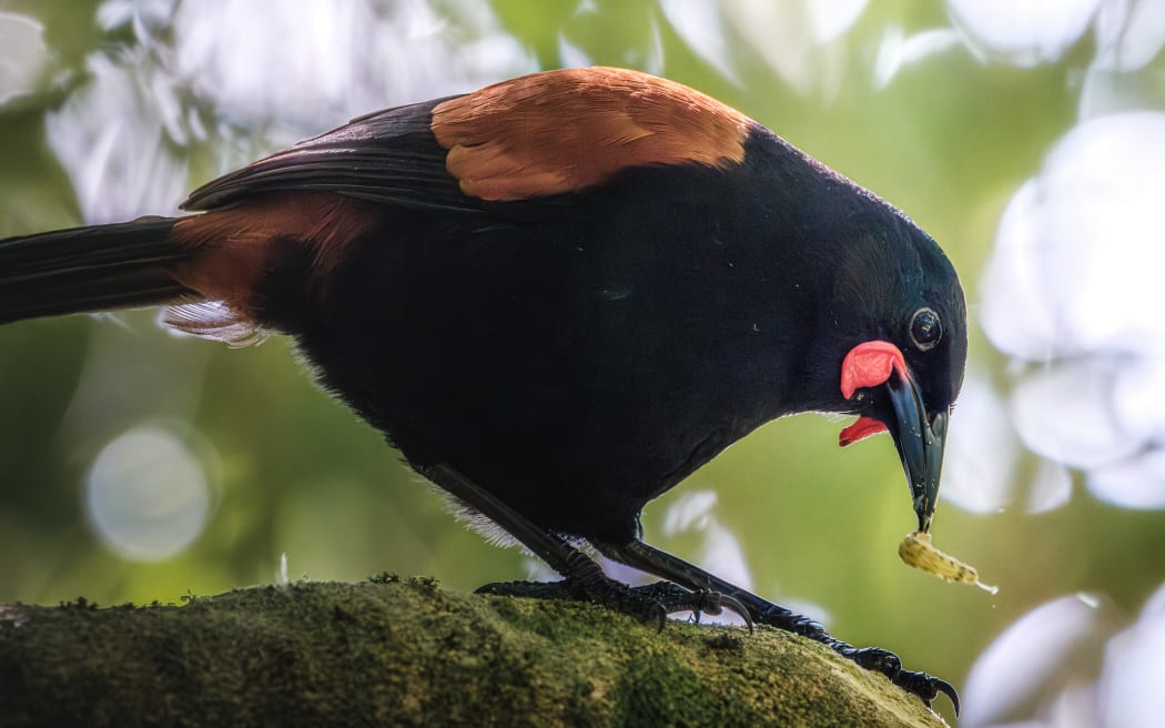 Predator Free Wellington said its efforts to eliminate predators have led to a doubling of native bird life in the Miramar Peninsula.