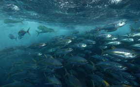 A school of yellow fin tuna encircled by a net