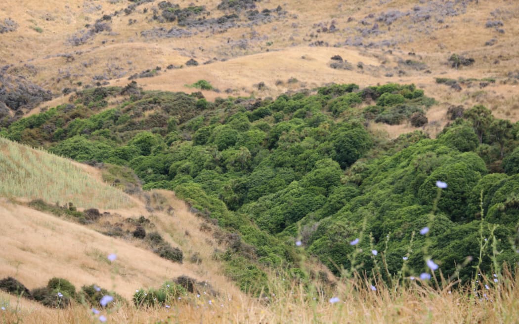 Ian Knowles has more than sheep and cattle on his North Canterbury farm
