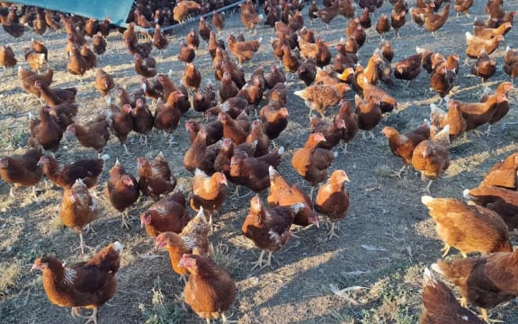 Australian heatwave impact on livestock, produce