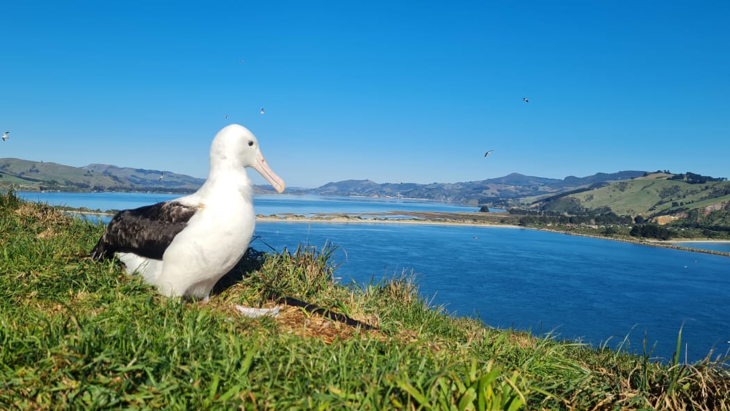 Tiaki before he left the Otago Peninsula last month.