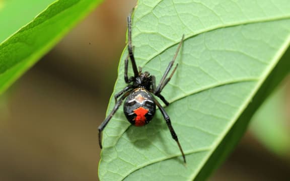 A redback spider.