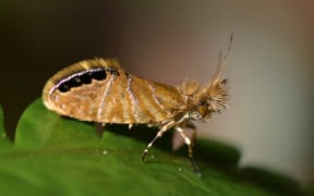Jaw Moth