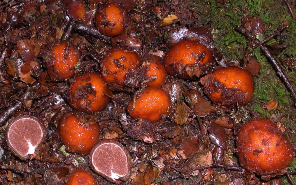 Cortinarius beeverorum (truffle-like fungus)