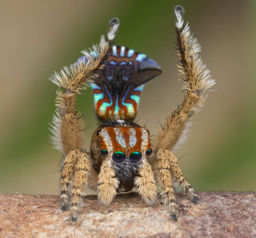 Maratus unicup, discovered and described by Jurgen Otto