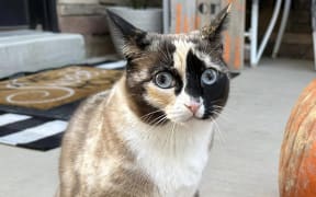 A family in the US has been reunited with their pet cat after she was accidentally mailed hundreds of miles to California with a package return.