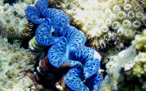 Tridacna maxima, the most popular species of giant clam for aquarium markets.