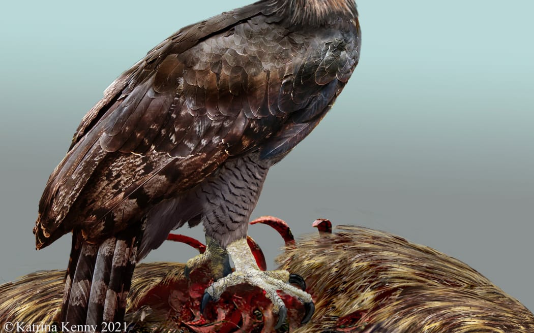 Haast's eagle: Extinct New Zealand bird was part-eagle part-vulture